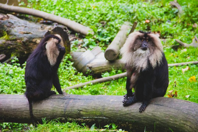 Wildlife Safaris - two gray-and-black monkeys on slab