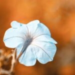 Emerging Careers - a blue flower with a blurry background