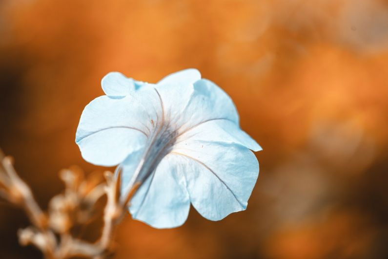 Emerging Careers - a blue flower with a blurry background
