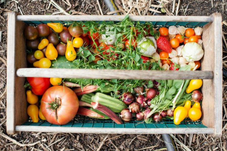 How to Start a Vegetable Garden in Your Backyard?