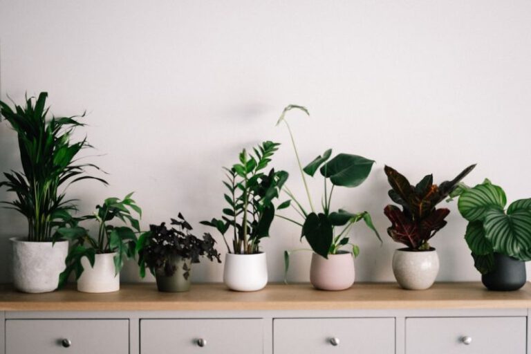 What Are the Best Plants for Indoor Air Quality?