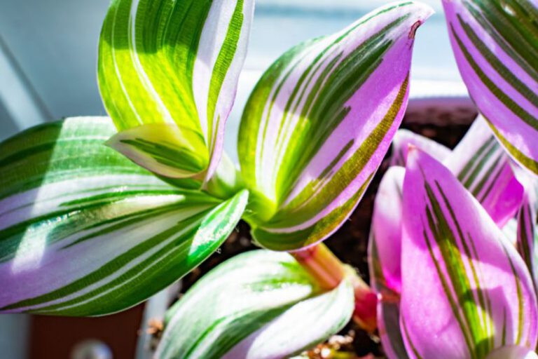 How to Choose the Right Houseplants for Your Home?