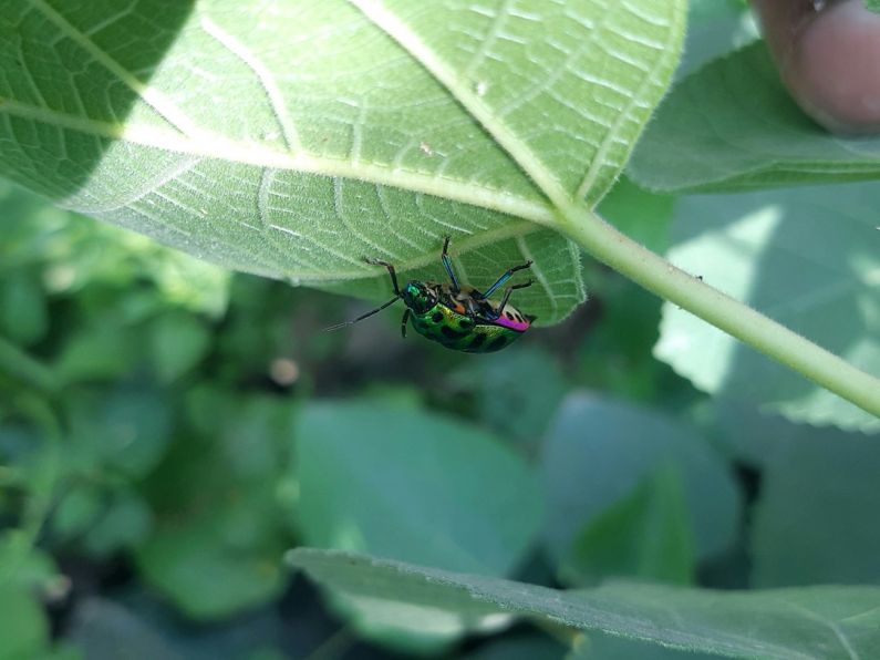 Natural Pest Control - a green bug sitting on top of a green leaf