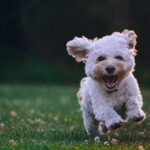 Pet-friendly Garden - shallow focus photography of white shih tzu puppy running on the grass